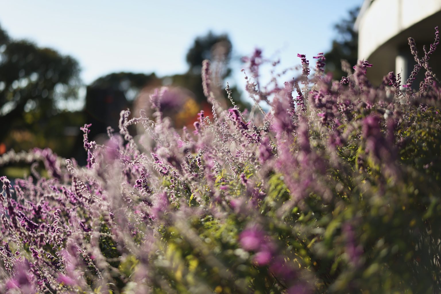 【Canon】「Canon RF24mm F1.4 L VCM」からのステップアップにおすすめレンズ