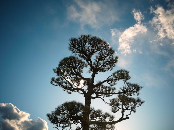 【HASSELBLAD】「XCD 45mm F4 P」からのステップアップにおすすめのレンズ