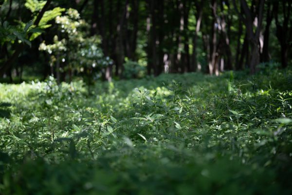 【SONY】「SIGMA Art 85mm F1.4 DG DN 」からのステップアップにおすすめのレンズ