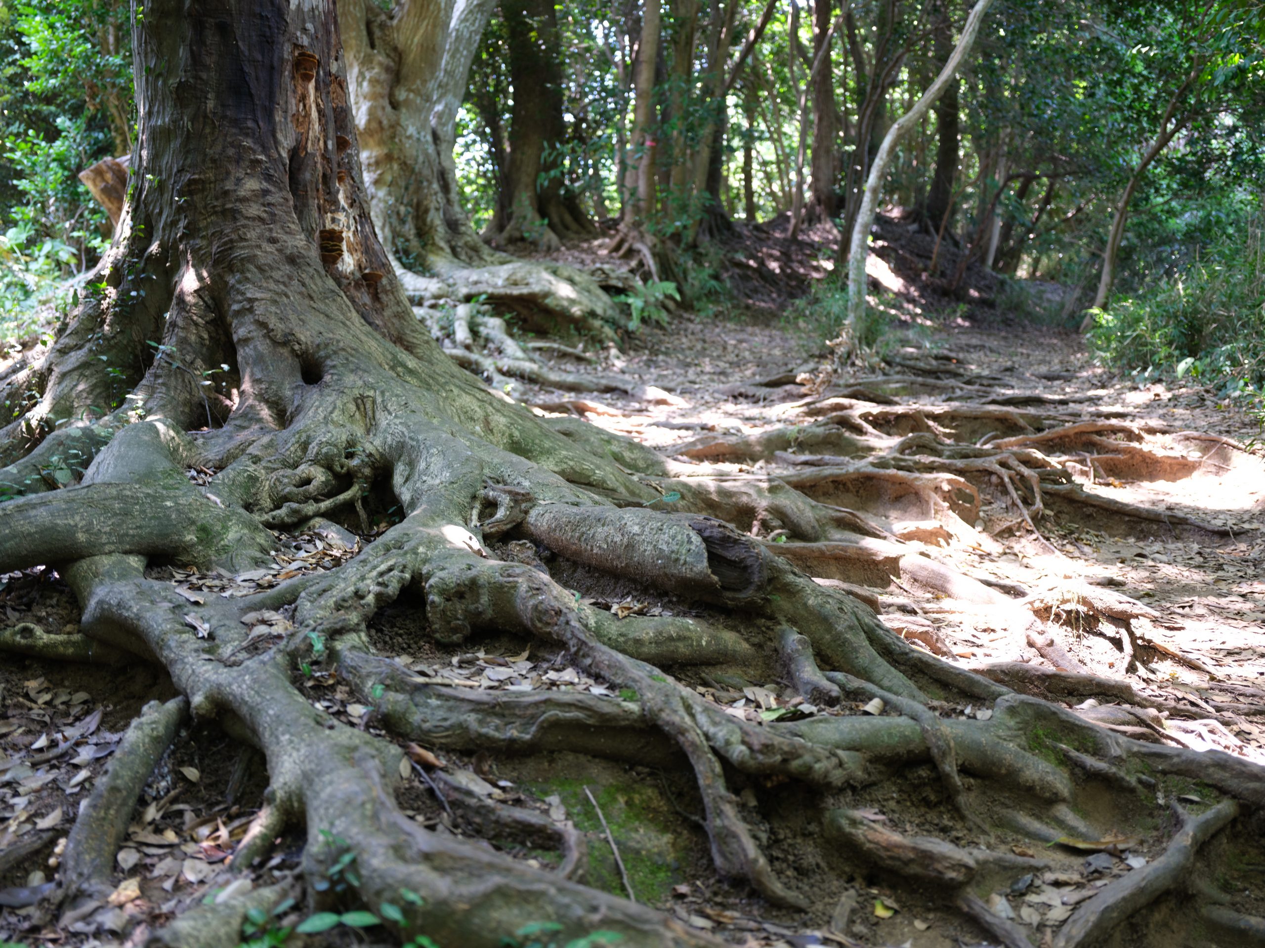 FUJIFILM】GFX 100RFで撮る鎌倉ハイキング | THE MAP TIMES