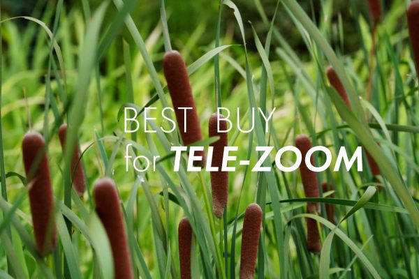 【SONY/TAMRON】この季節に咲く花(98)ネイチャーフォト・野鳥撮影に活躍する望遠ズームレンズ