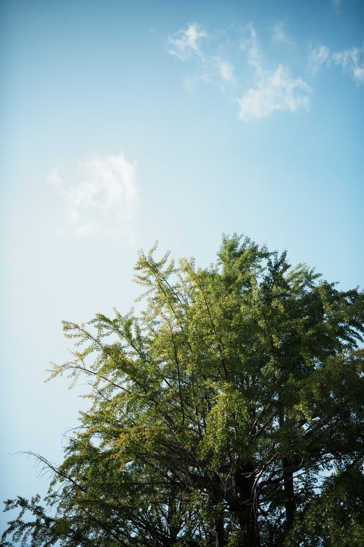 SONYα7IV+銘匠光学TTArtisanAF40mmF2銀杏と秋空