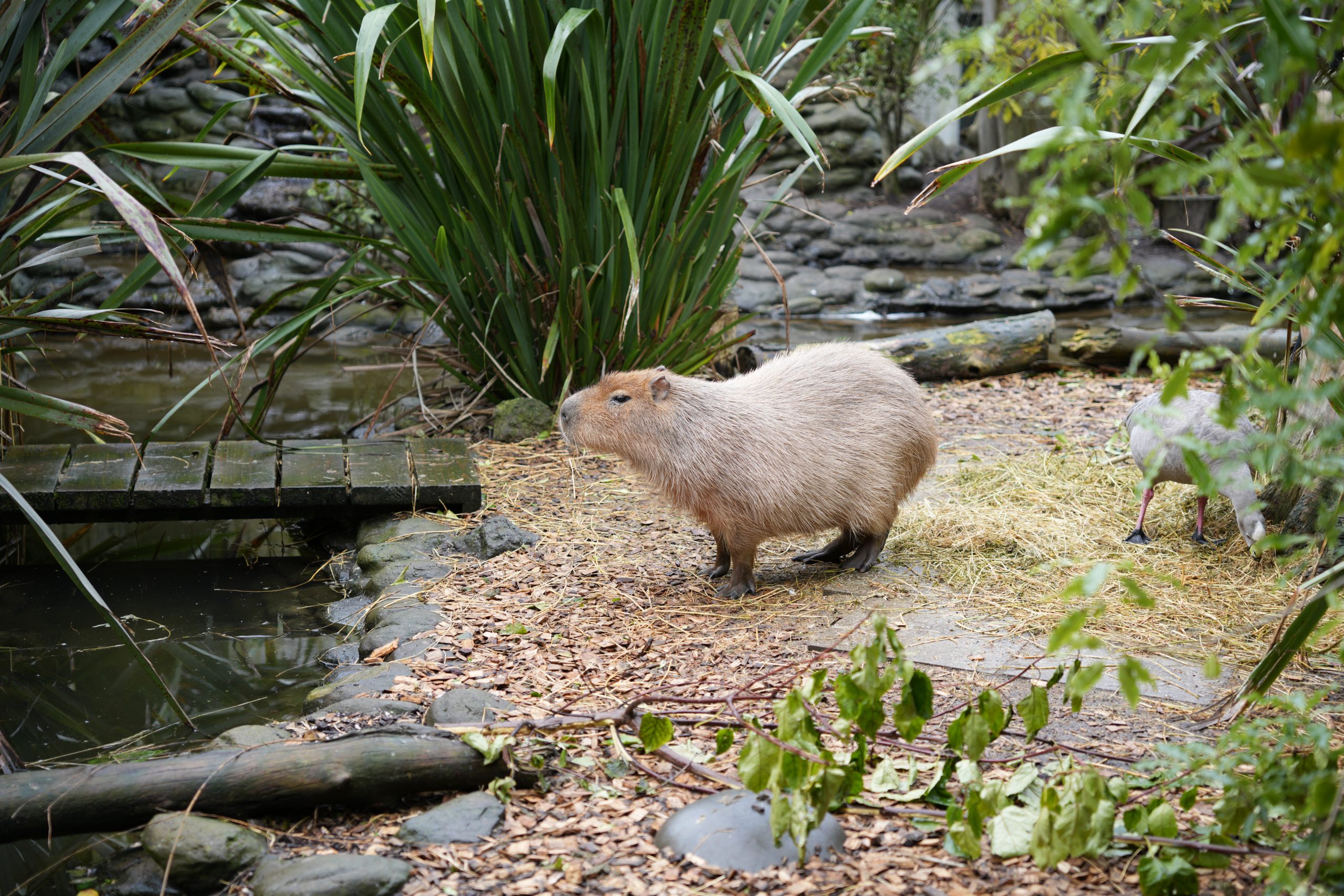 ウィローバンク野生動物保護区