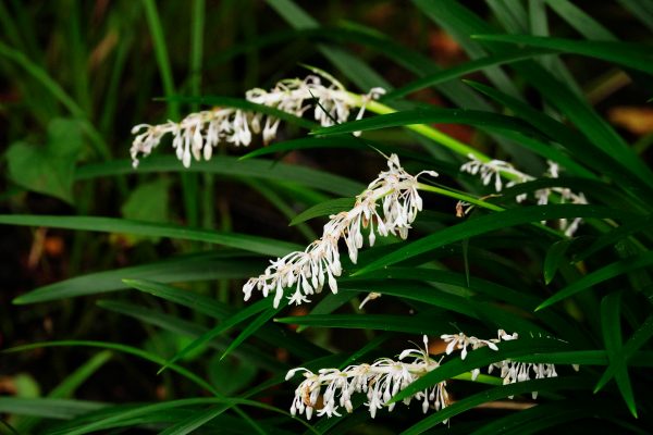 【SONY】この季節に咲く花(99)蘭の名前がついてますが蘭ではないです。