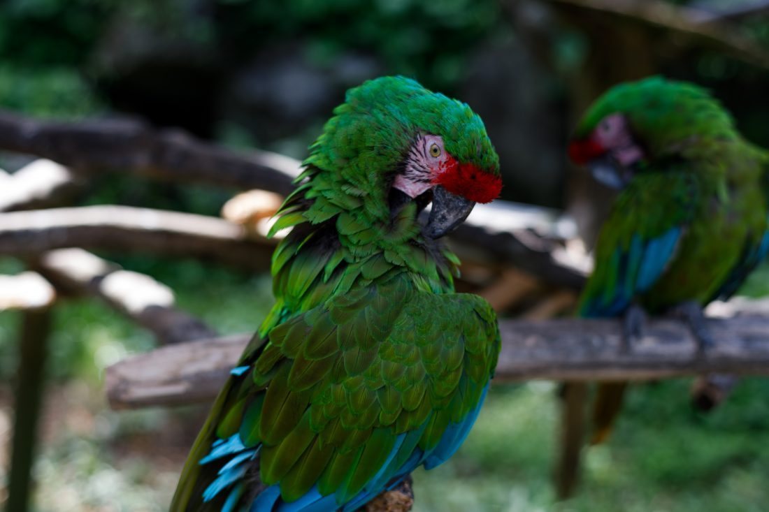 【EOS 5D Mark IVにPlanar T* 50mm F1.4 ZEを装着して撮影】オウムの写真