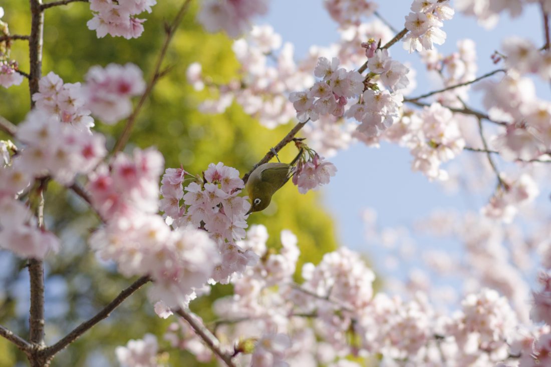 【EOS 5D Mark IVにPlanar T* 50mm F1.4 ZEを装着して撮影】メジロを撮影した画像（梅ジロー）