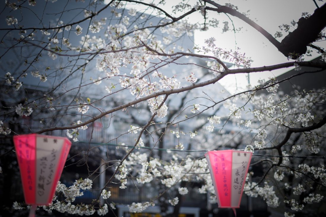 【EOS 5D Mark IVにPlanar T* 50mm F1.4 ZEを装着して撮影】中目黒の目黒川沿いで撮影した桜の画像