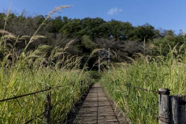 【SONY】RX1RM3と、遠くに秋の予感