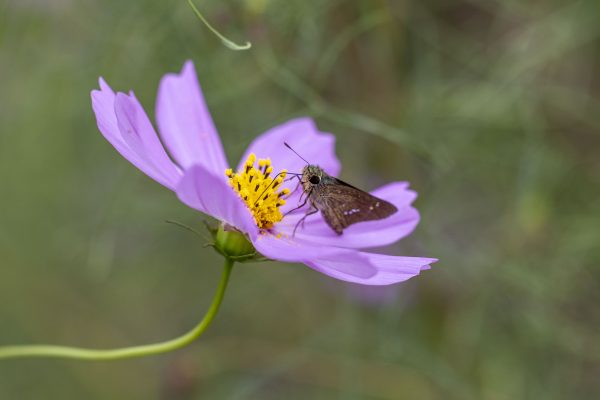 【Canon】RF100mm F2.8L MACRO IS USM で撮る秋桜