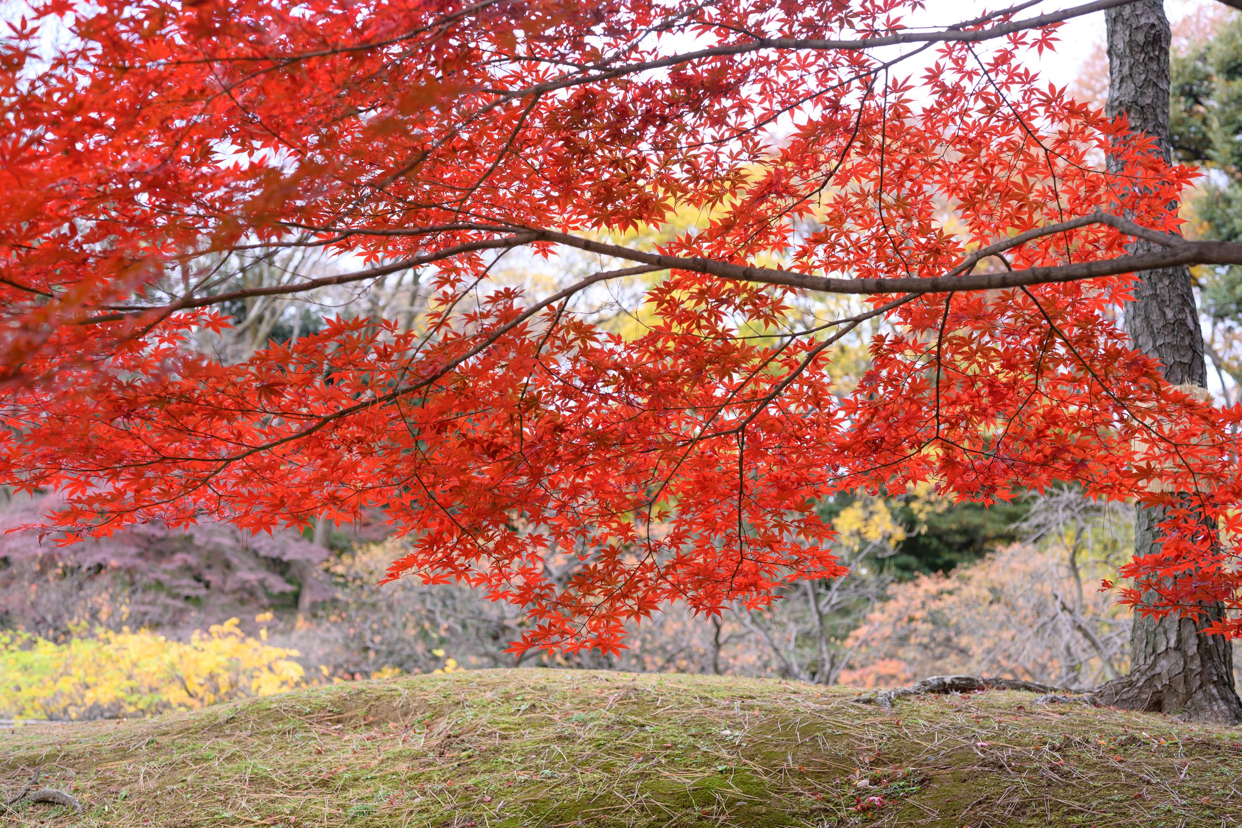 標準単焦点レンズで撮影した紅葉写真