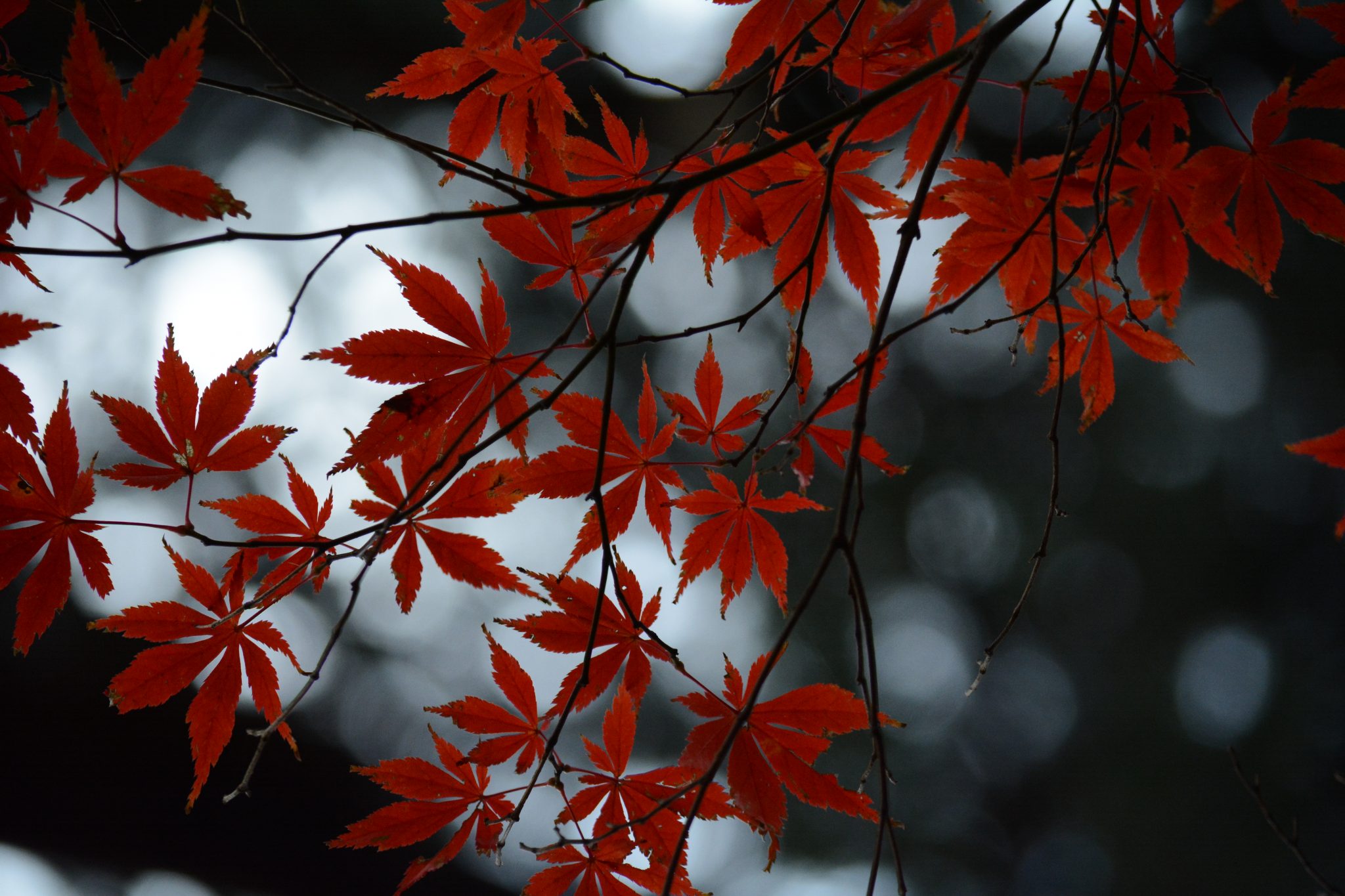 望遠レンズで撮影した紅葉