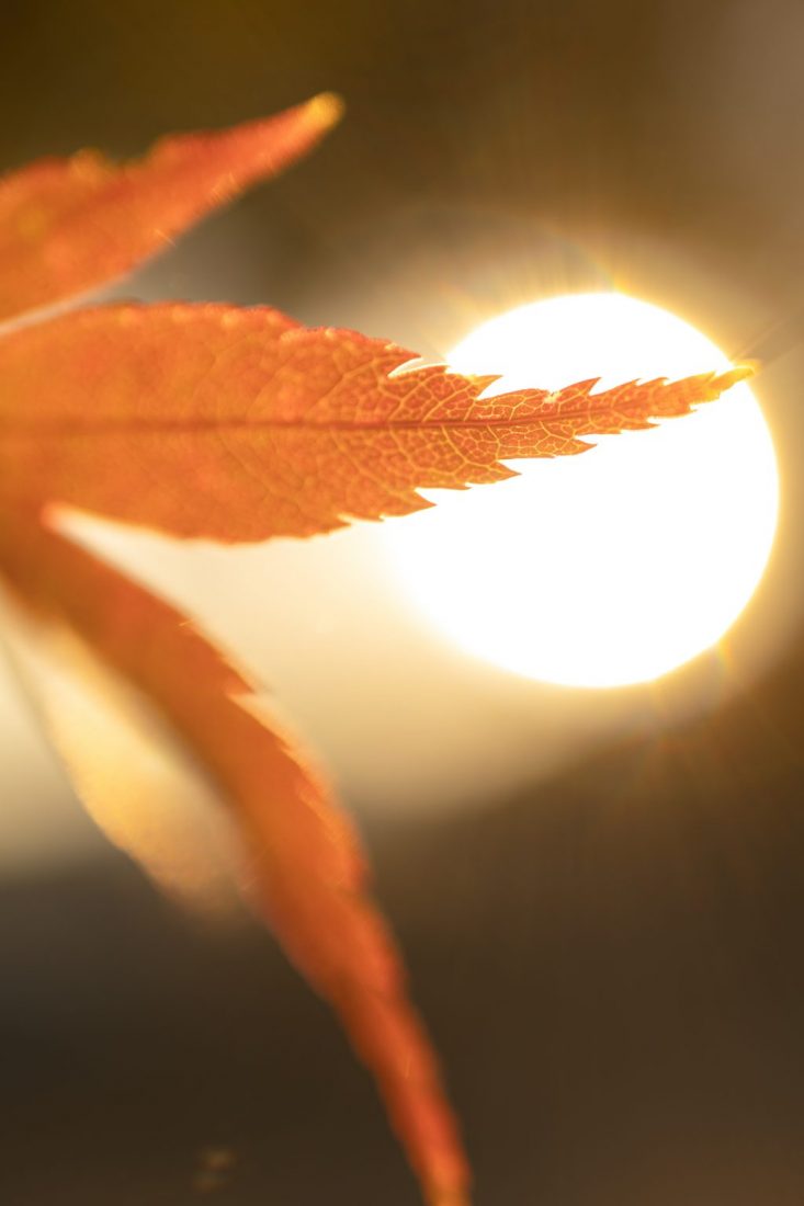 マクロレンズで撮影した紅葉