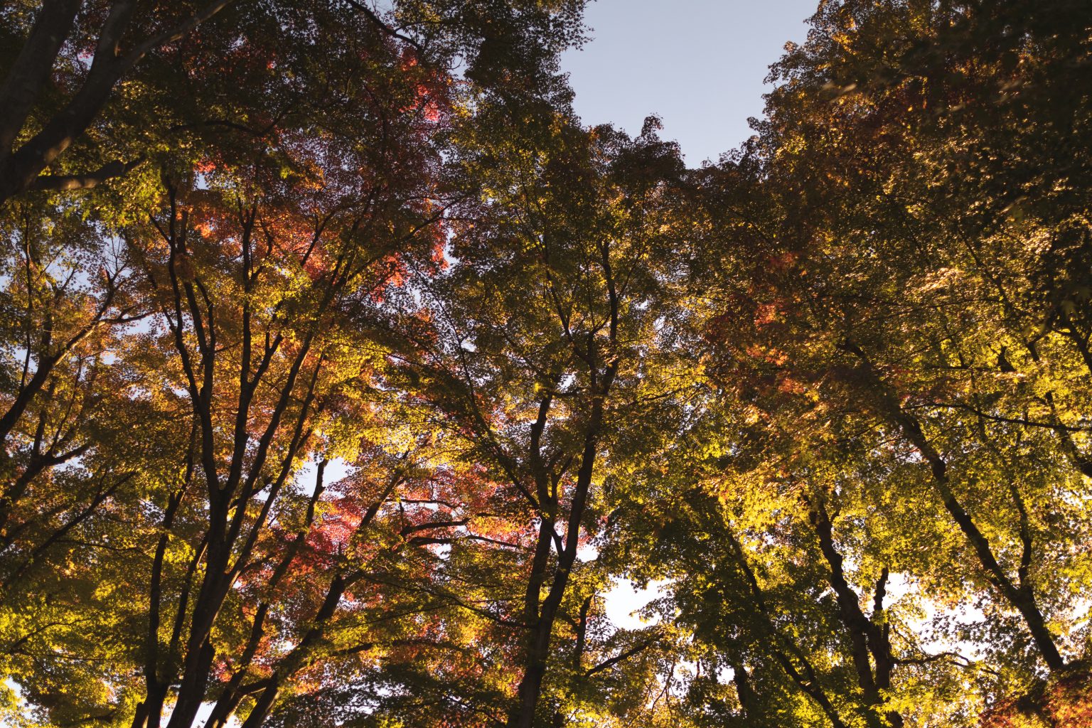 広角レンズで撮影した紅葉写真
