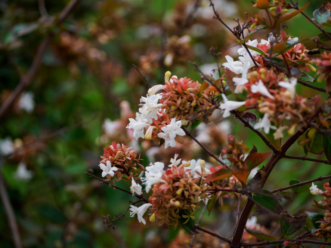 OLYMPUS PEN E-P7+M.ZUIKO DIGITAL ED 40-150mm F4.0-5.6Rで撮影した圧縮効果を活かした花の作例