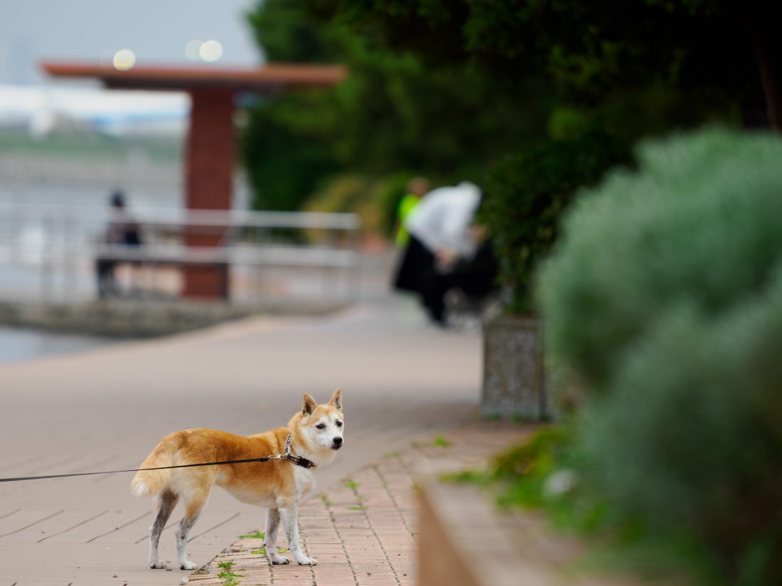 M.ZUIKO DIGITAL ED 50-200mm F2.8 IS PROで撮影した芝犬の写真。