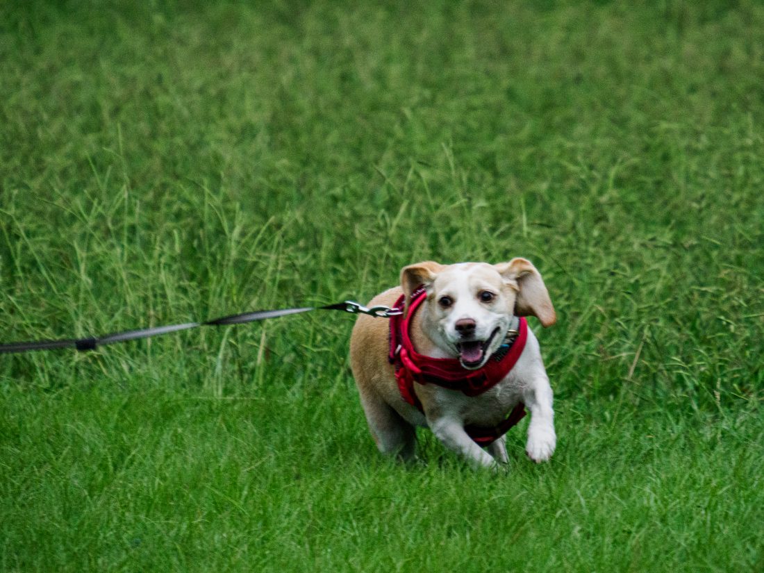 M.ZUIKO DIGITAL ED 50-200mm F2.8 IS PROで撮影した犬の写真。