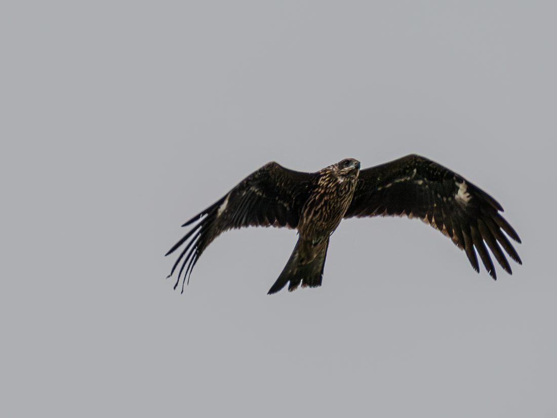 M.ZUIKO DIGITAL ED 50-200mm F2.8 IS PROで撮影した鳥の写真。