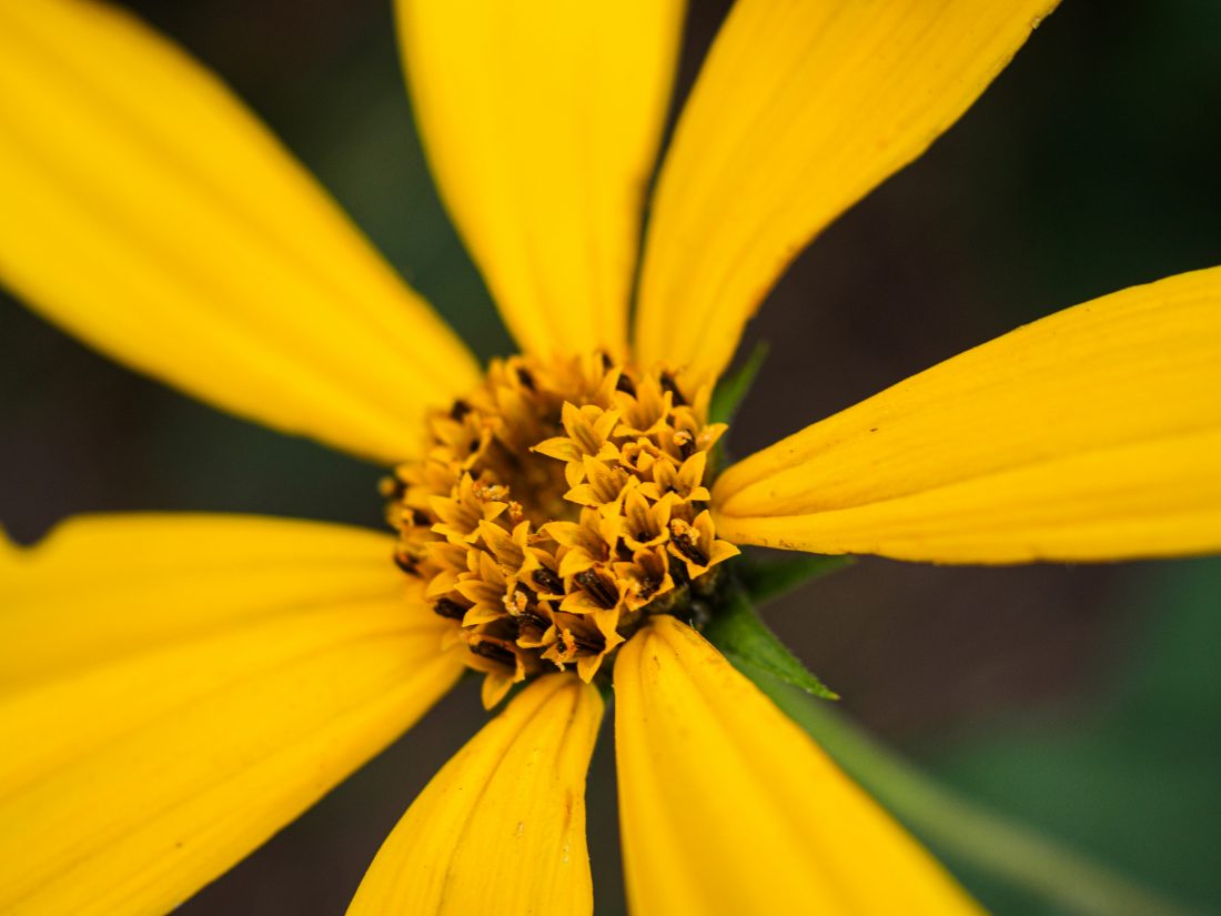 OLYMPUS PEN E-P7+M.ZUIKO DIGITAL ED 30mm F3.5 Macroで撮影した花をアップで撮影した写真