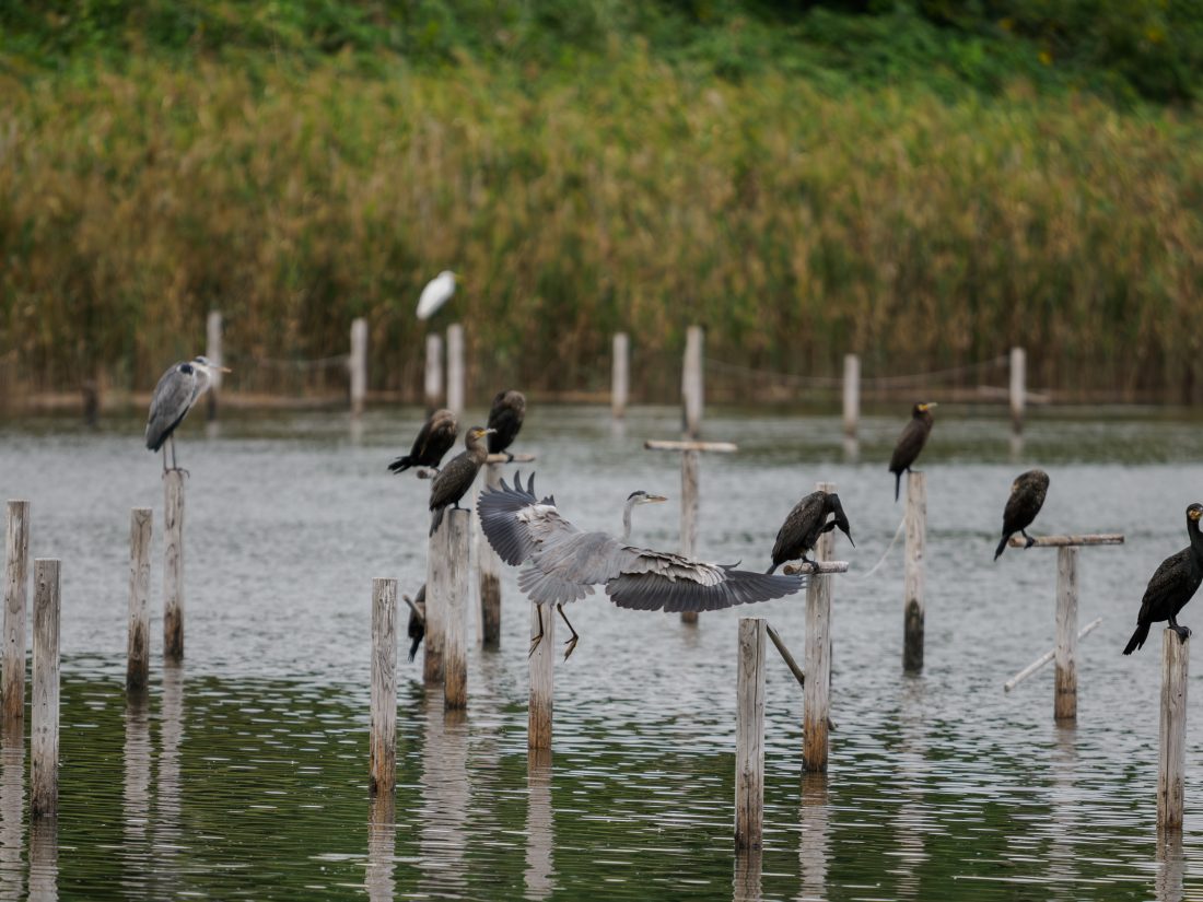 M.ZUIKO DIGITAL ED 50-200mm F2.8 IS PROで撮影した鳥の写真。鷺