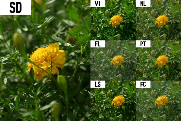 【Nikon】NIKKOR Z 24-70mm F2.8 S II とピクチャーコントロール比較