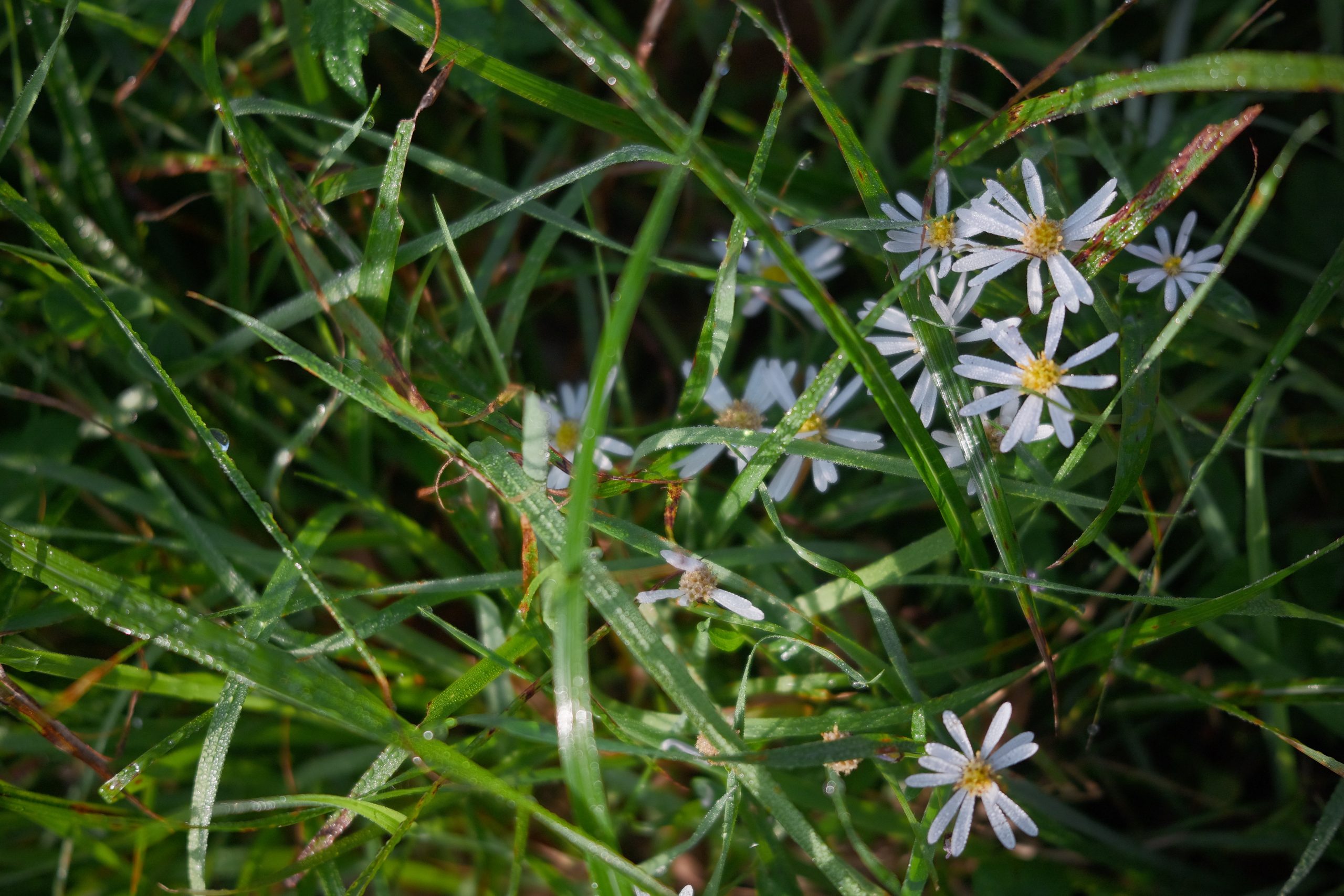 SIGMA BF 朝露の花