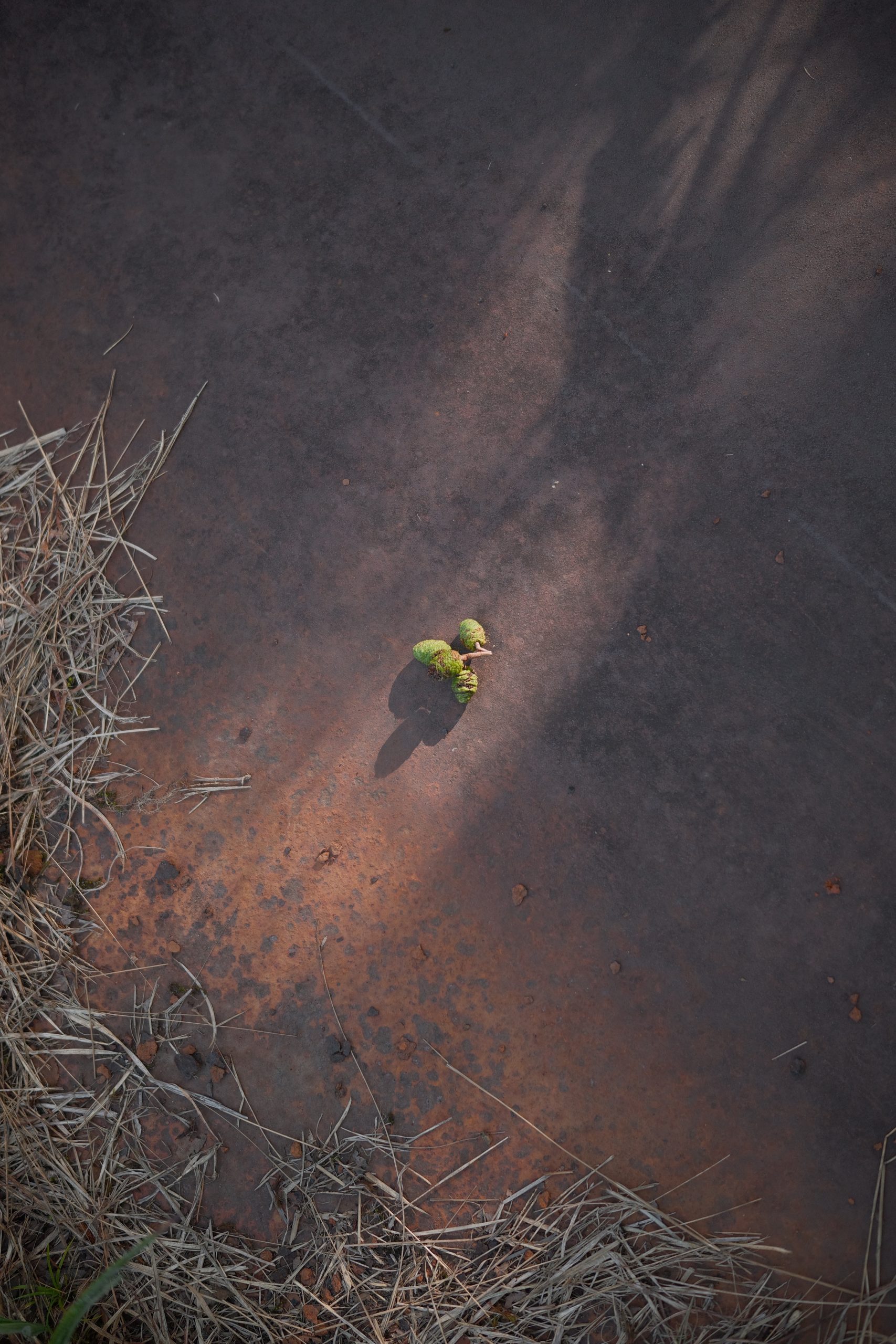 SIGMA BF 落ちた木の実縦構図