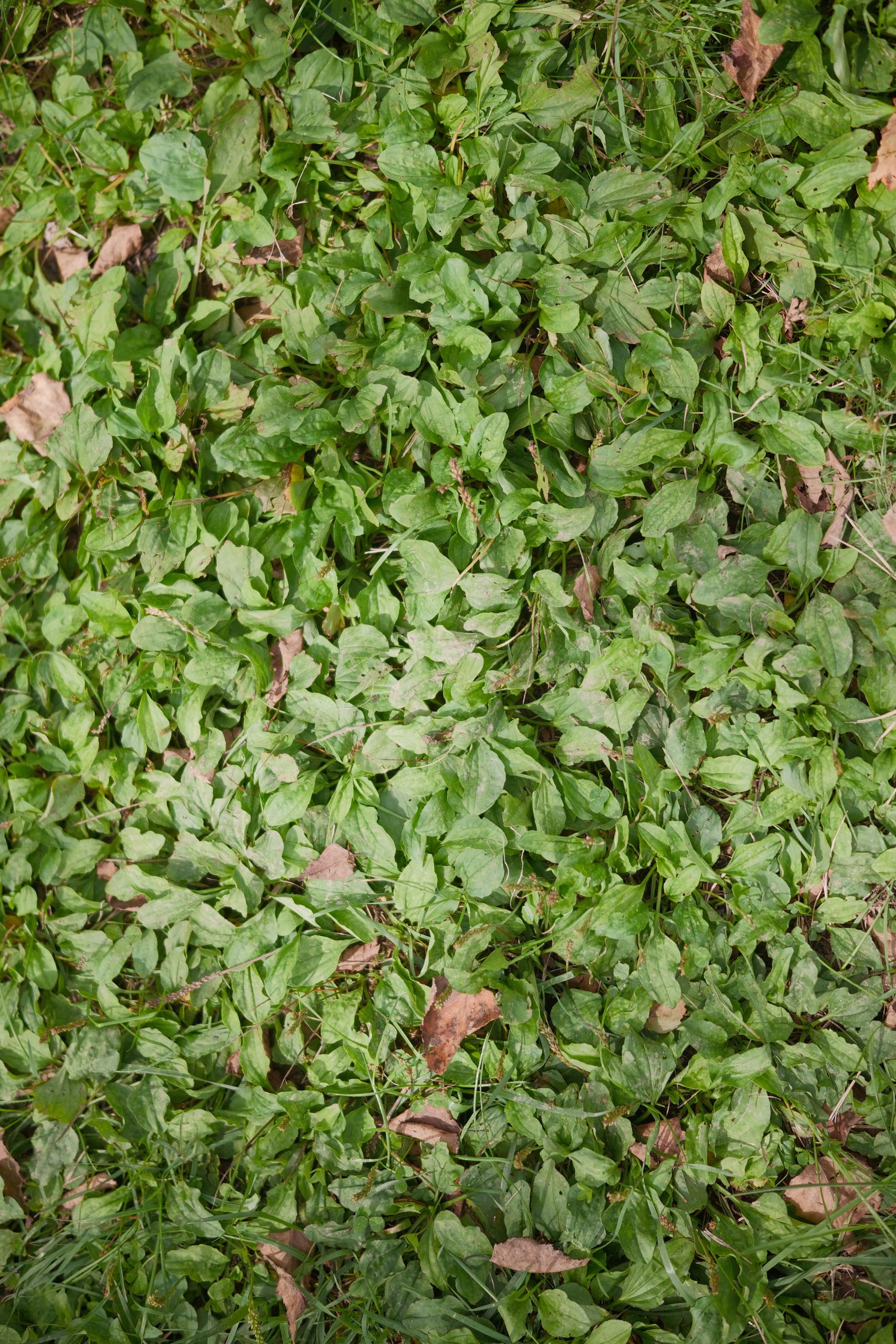 SIGMA BF 野の草縦構図