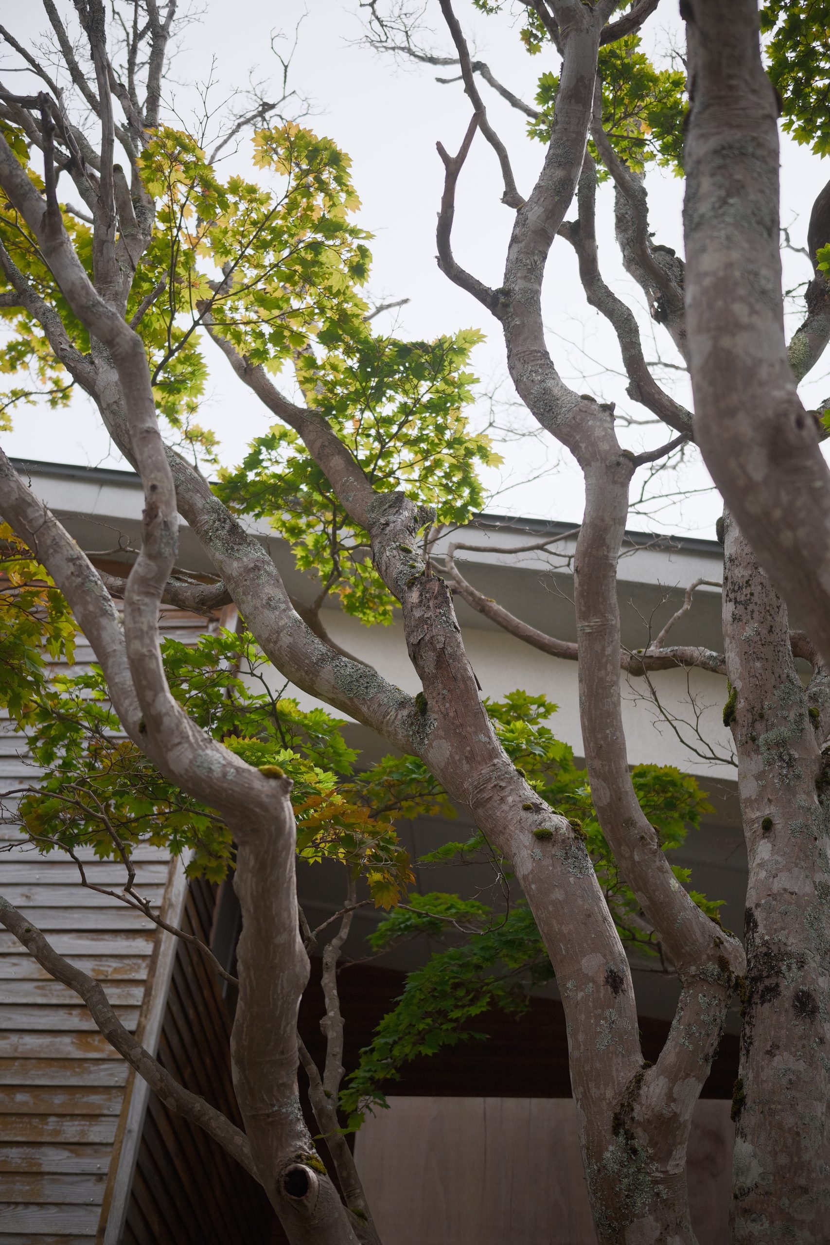 SIGMA BF センターハウスの木縦構図