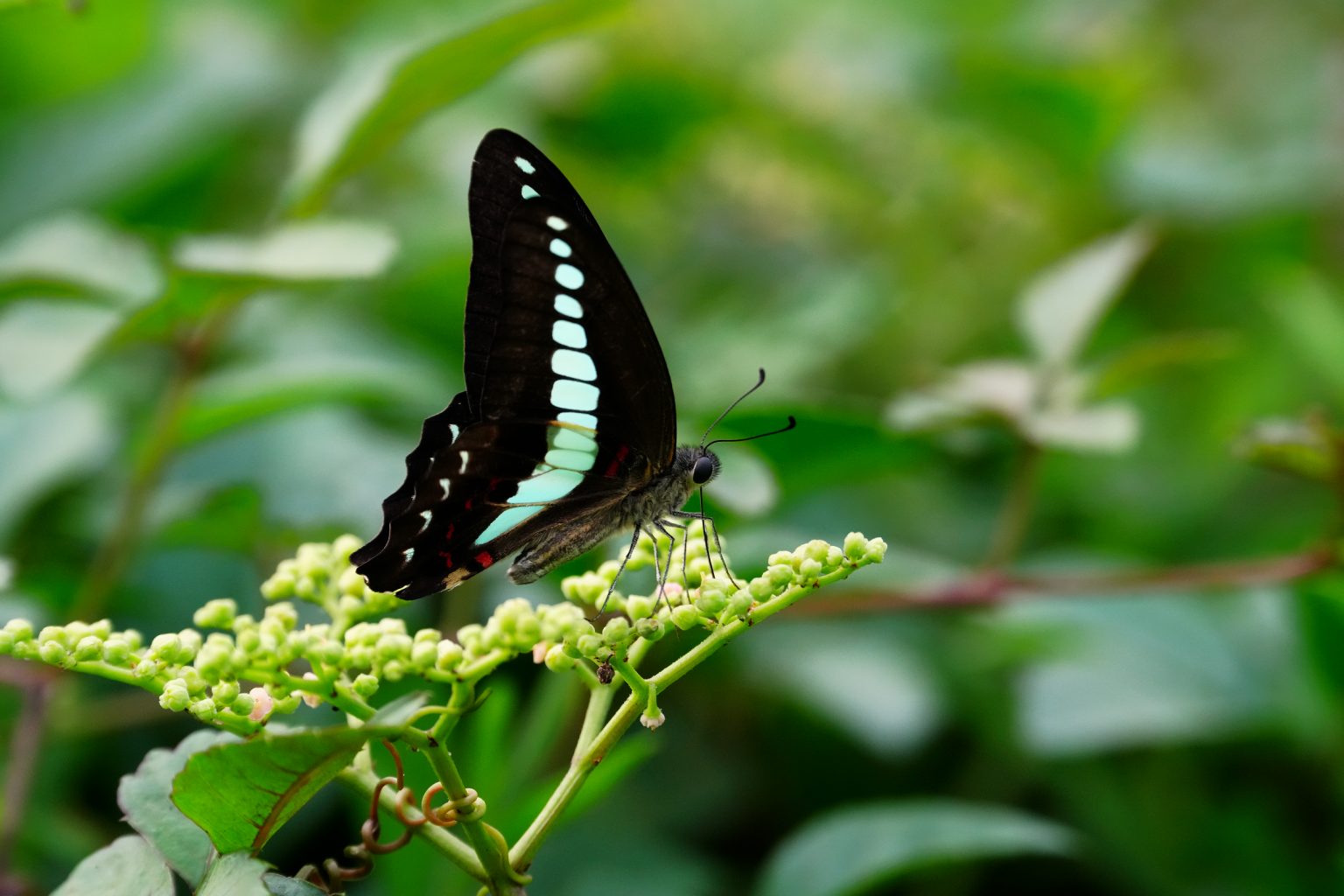 【SONY/TAMRON/OLYMPUS & OM SYSTEM】この季節に咲く花(100)目立たないのですが、昆虫に人気な植物