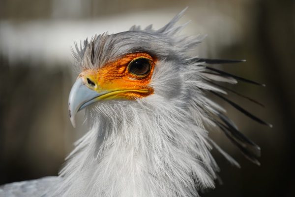 【SONY】「E 55-210mm F4.5-6.3 OSS SEL55210」からのポイントバックでお得にお買い替え