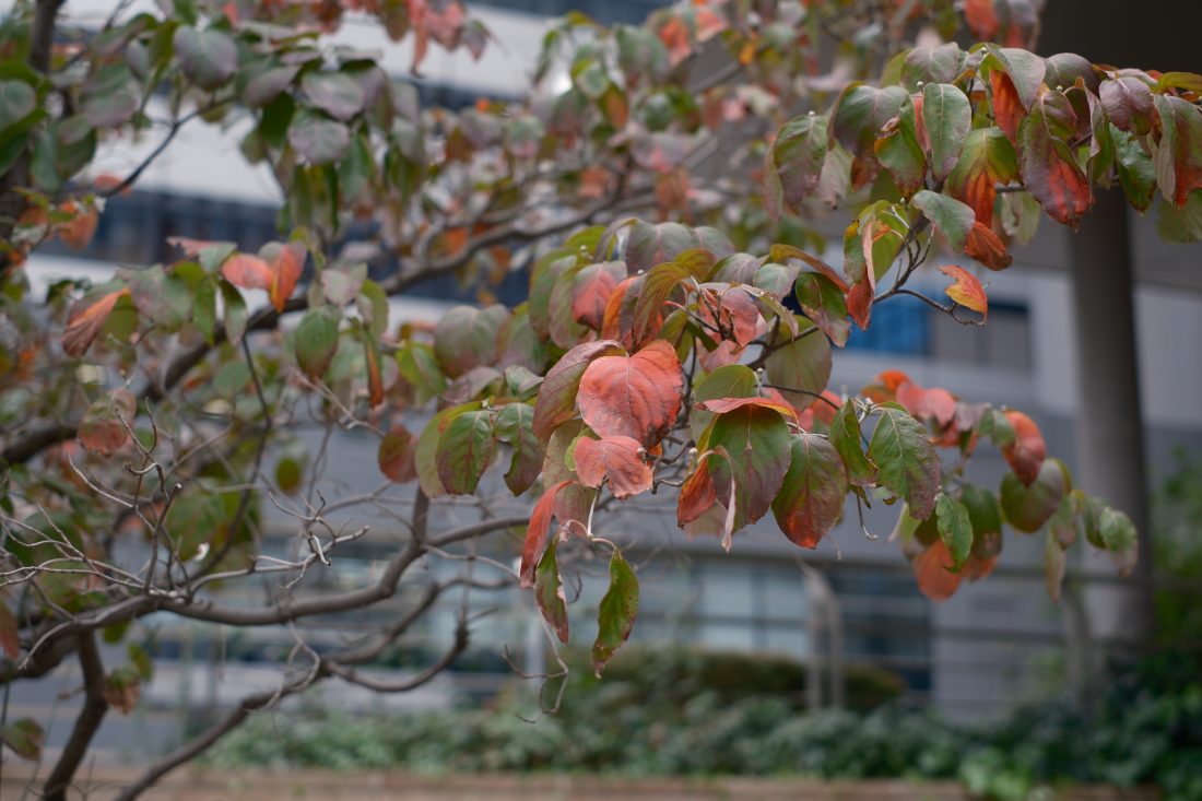 FUJIFILM X-T5とXF 35mm F1.4Rで撮影した作例。ハナミズキが紅葉している。