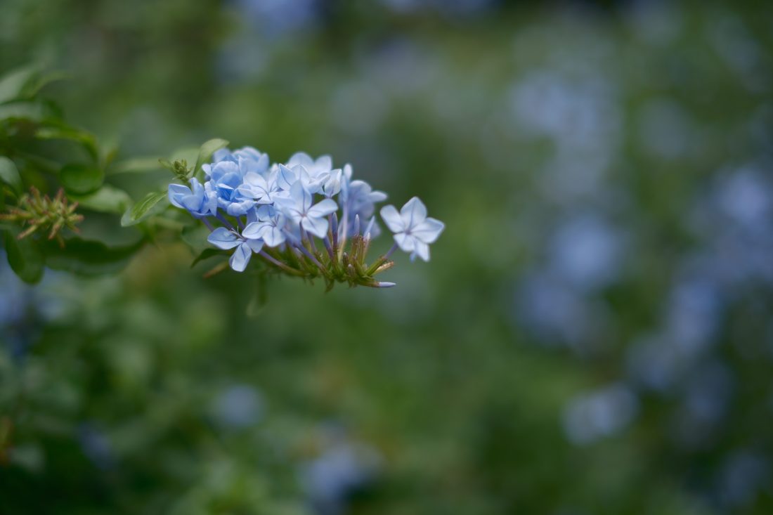 FUJIFILM X-T5とXF 35mm F1.4Rで撮影した作例。青い花が大きくボケている。