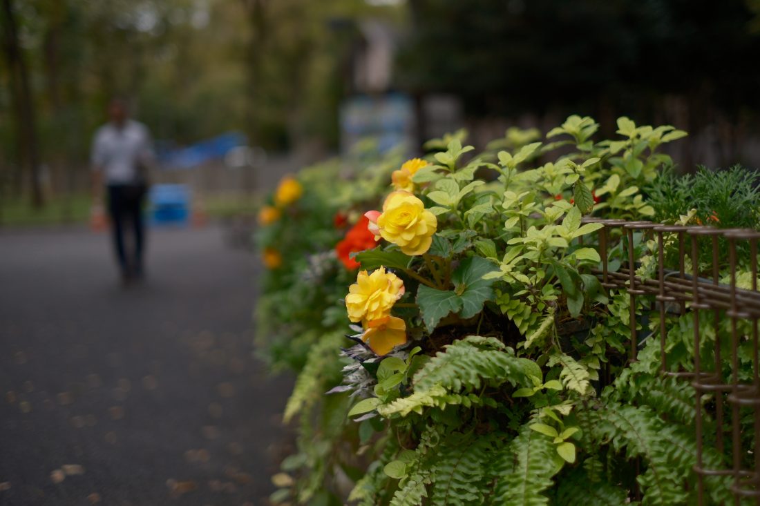 FUJIFILM X-T5とXF 35mm F1.4Rで撮影した作例。花がフェンスに沿って咲いている。