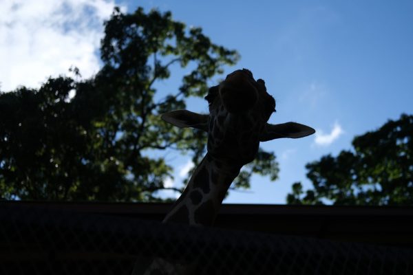 【FUJIFILM】X-T4で動物を撮る。