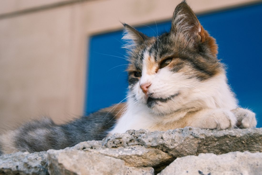 SIGMA Contemporary 16-300mm F3.5-6.7 DC OS 猫