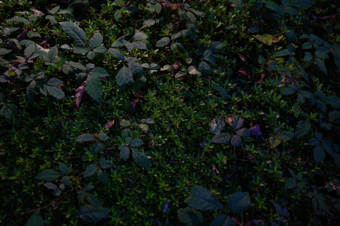 X-E5で撮られた植物