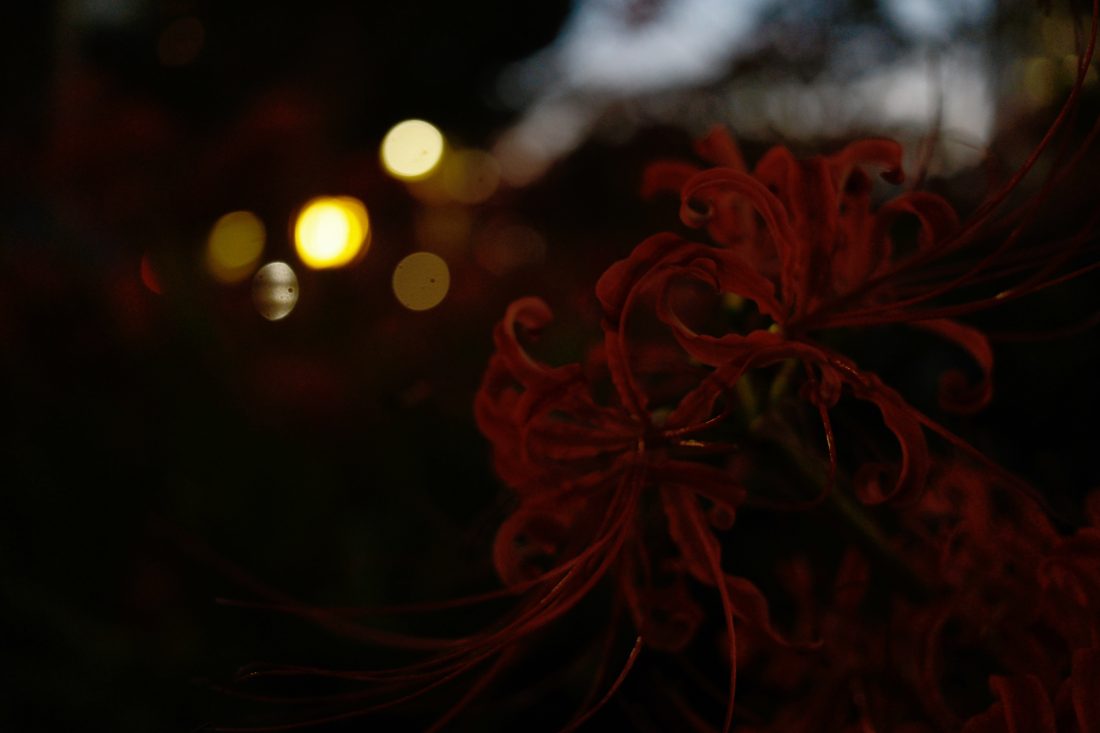 X-E5 夜 花