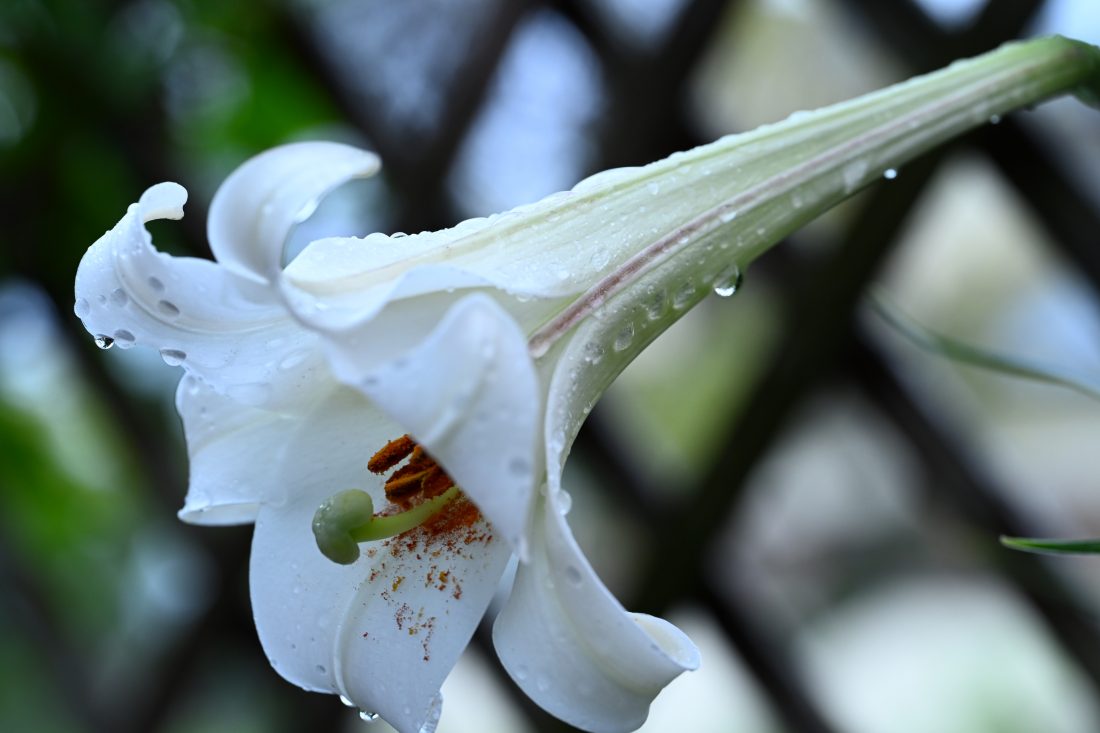 Z5IIとNIKKOR Z MC105ｍｍ F2.8 VR Sで撮影された百合の写真