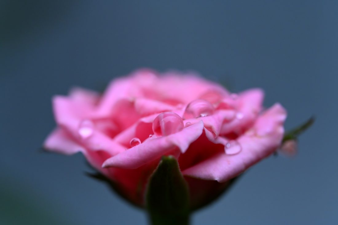 Z5IIとNIKKOR Z MC105ｍｍ F2.8 VR Sで撮影された薔薇の写真