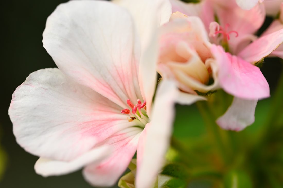 Z5IIとNIKKOR Z MC105ｍｍ F2.8 VR Sで撮影された花の写真