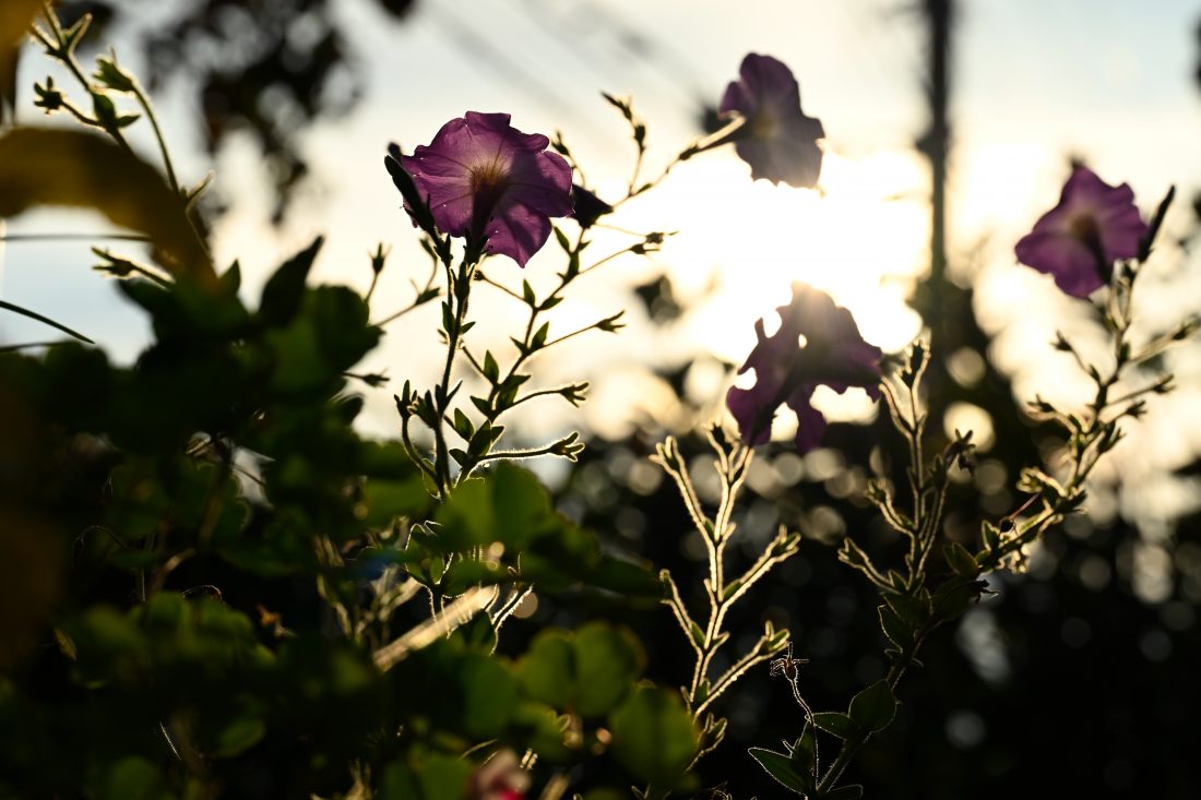 Z5IIとNIKKOR Z MC105ｍｍ F2.8 VR Sで撮影された花の写真