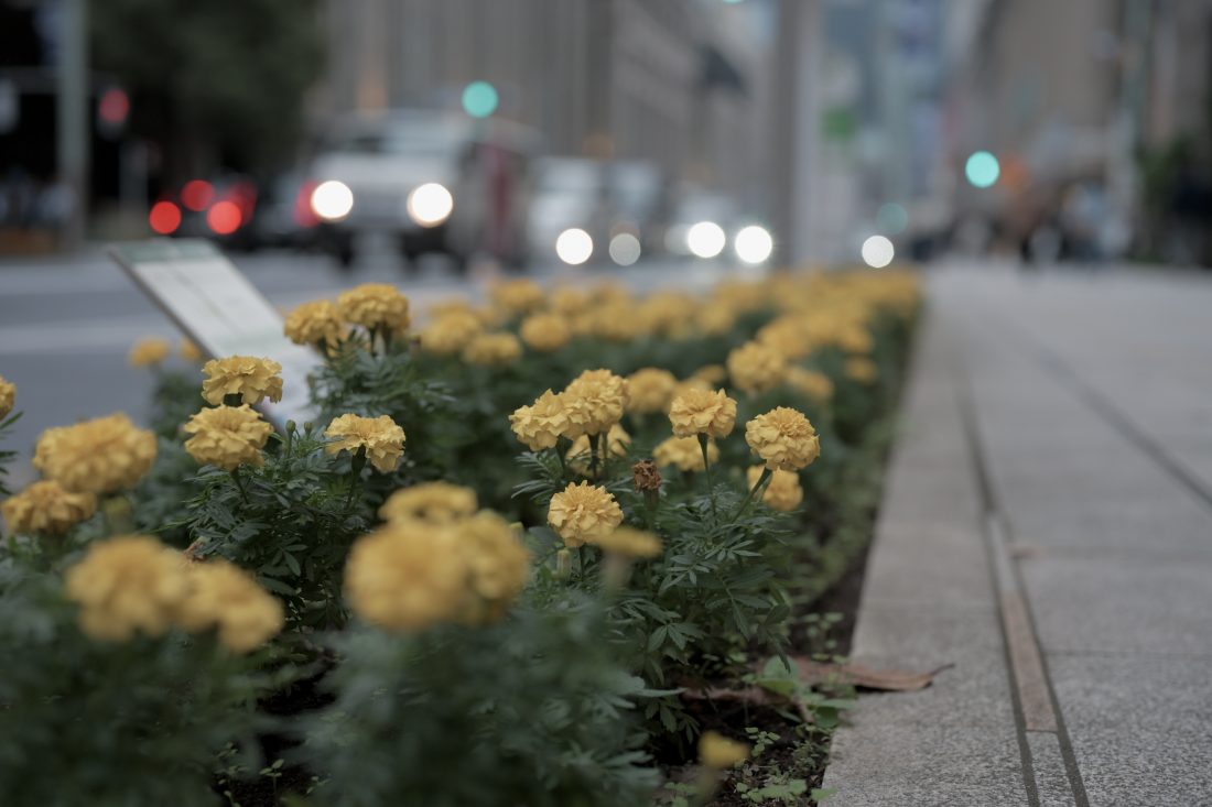 Nikon ZRとNIKKOR Z 50mm F1.8 Sで撮影されたスナップ写真の作例。花が写っている。