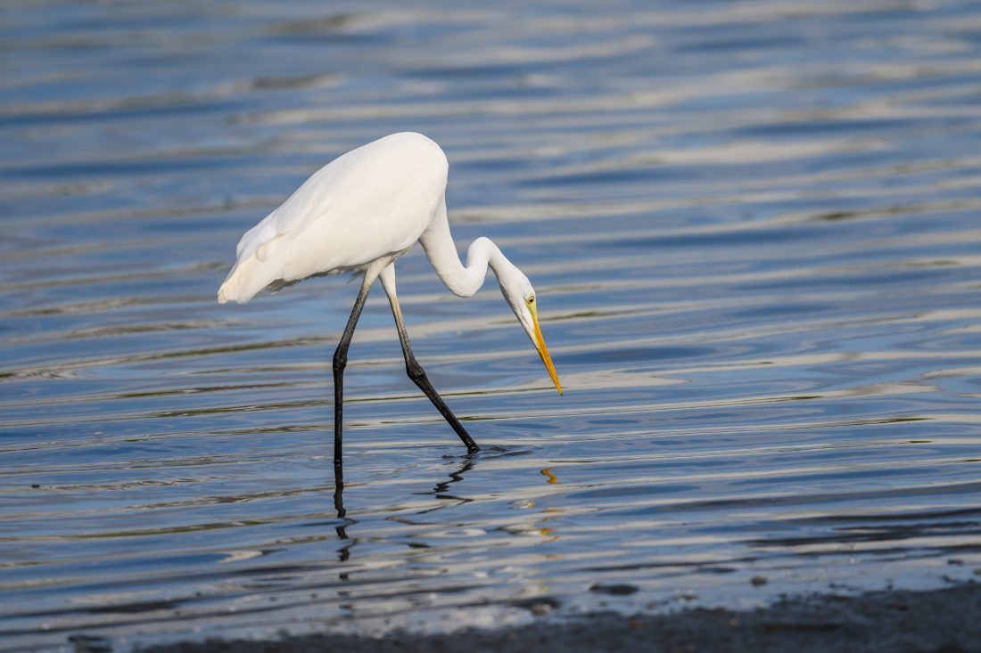 Nikon Z6IIIとNIKKOR Z 800mm F6.3 VR Sで撮影したサギの写真