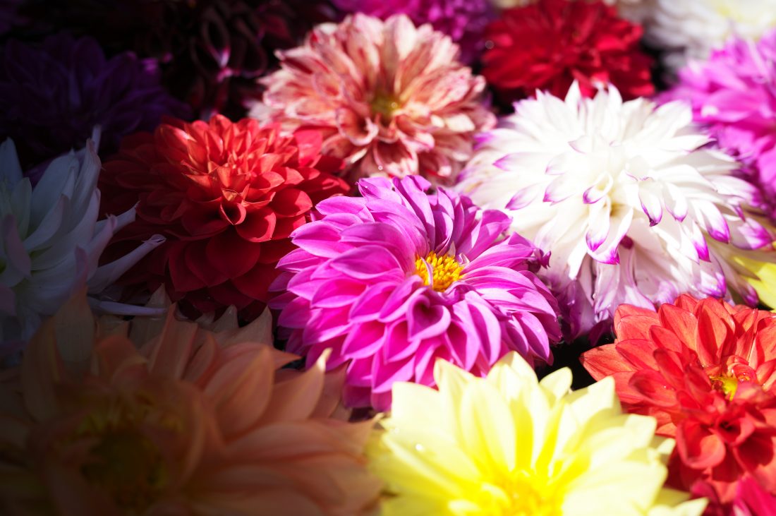 Leica M11-PとアポズミクロンM35mm F2.0 ASPHで撮影した水に浮かべられたダリアの写真