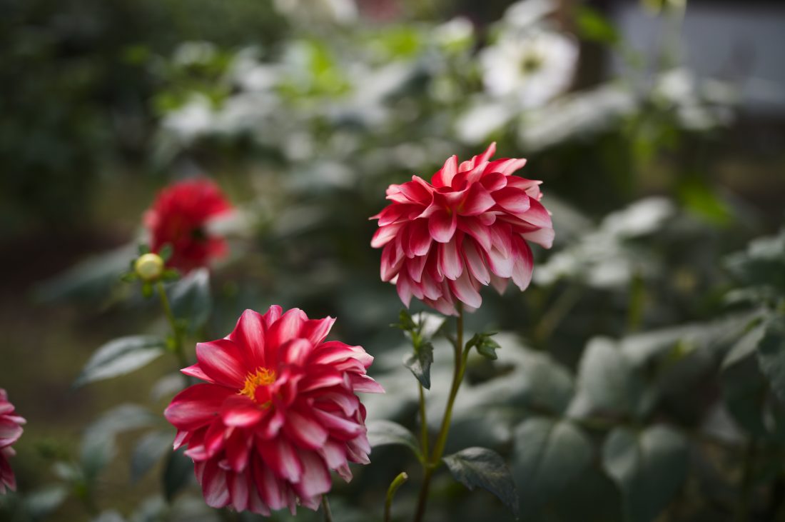 Leica M11-PとアポズミクロンM35mm F2.0 ASPHで撮影した秋の見頃の赤いダリアの写真