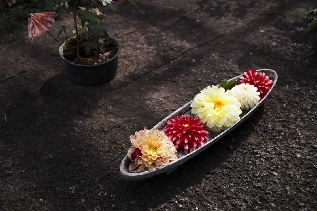 Leica M11-PとアポズミクロンM35mm F2.0 ASPHで撮影したダリアが飾られている写真