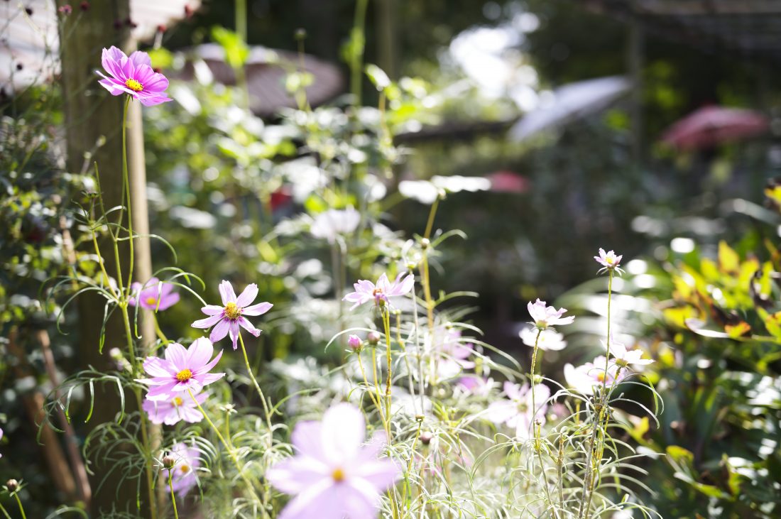 Leica M11-PとアポズミクロンM35mm F2.0 ASPHで撮影したコスモスの写真