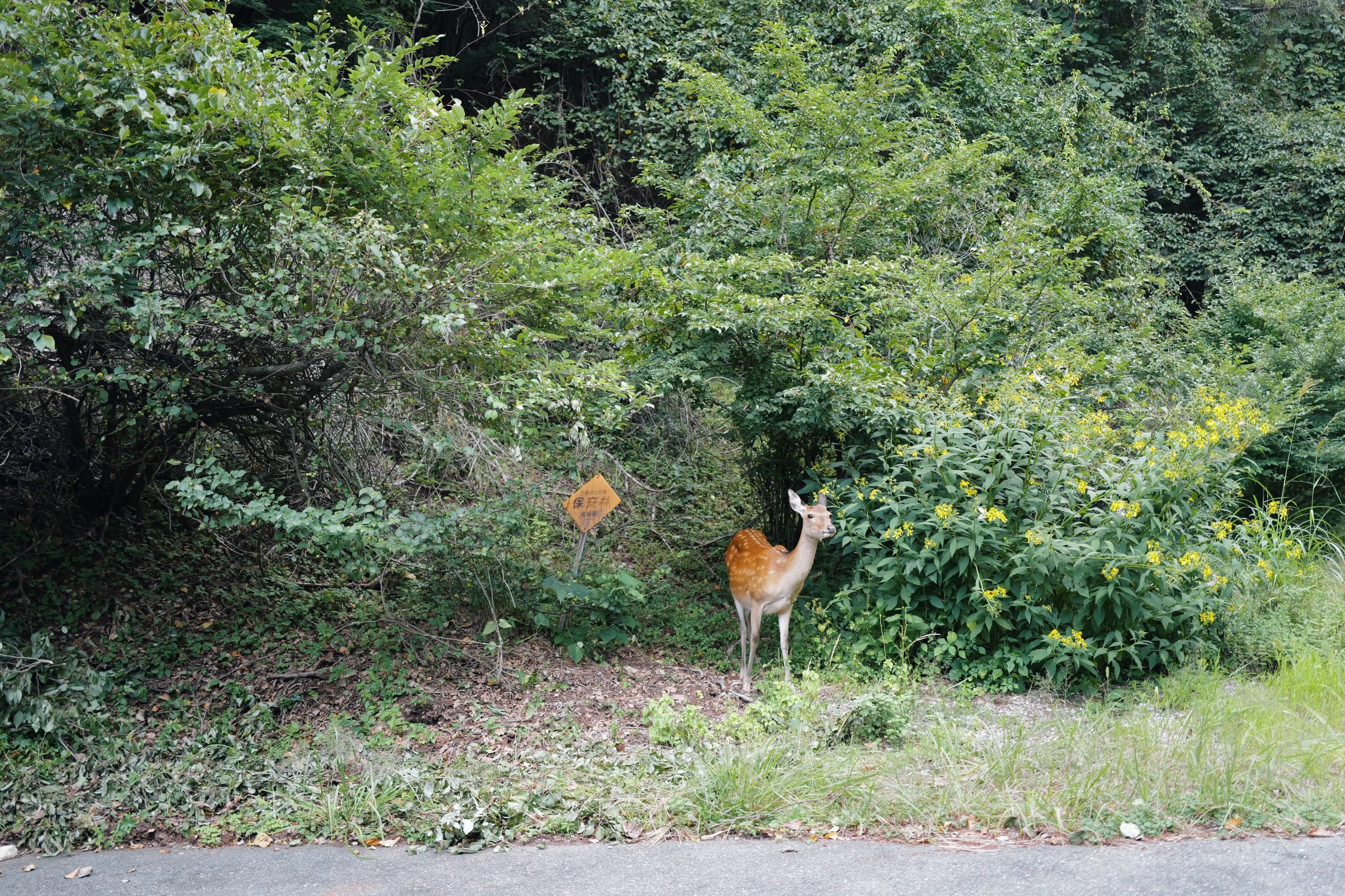 高原に現れた野生のシカ。自然の豊かな土地だからこその体験。都会では遭遇しない動物に思わず撮影してしまいました。