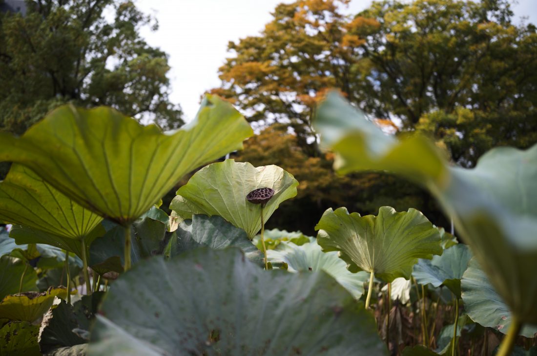 Leica M11-PとアポズミクロンM35mm F2.0 ASPHで撮影した上野の不忍池の蓮の実の写真