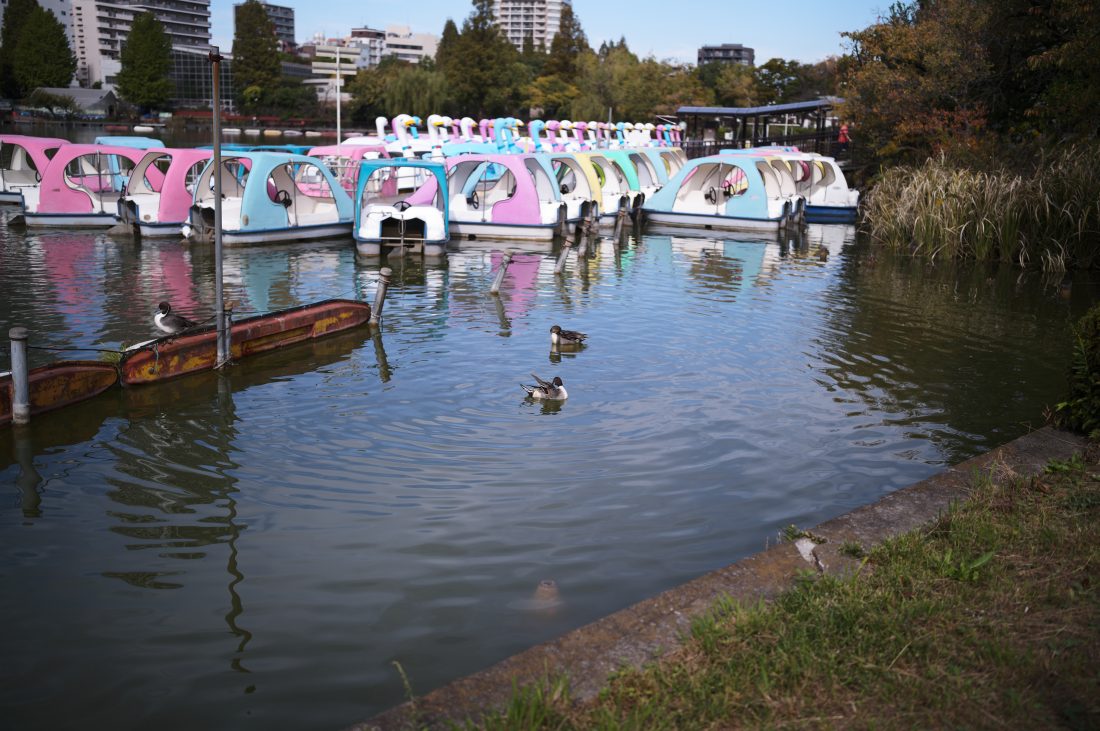 Leica M11-PとアポズミクロンM35mm F2.0 ASPHで撮影した不忍池のボートと鴨の写る写真